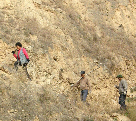 雖沒(méi)有十里桃林，漫山遍野的灼灼芳華。但我們有萬(wàn)畝國(guó)家級(jí)標(biāo)準(zhǔn)化油橄欖種植示范基地，漫山遍野，香氣撲鼻。畝是中國(guó)市制土地面積單位，一畝等于六十平..