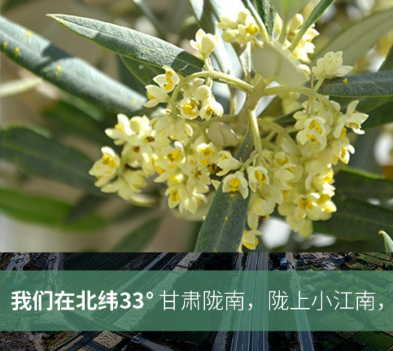 武都的氣候、土壤等與地中海沿岸極其相似，同處于世界頂級(jí)油橄欖黃金生產(chǎn)帶（32°58--33°36）年平均氣溫為14.7°，年日照時(shí)數(shù)1911..